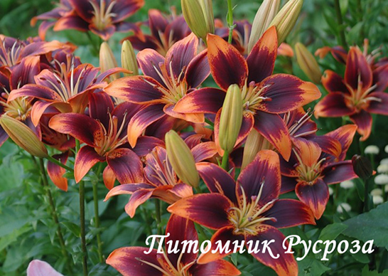 Лилия Азиатская 