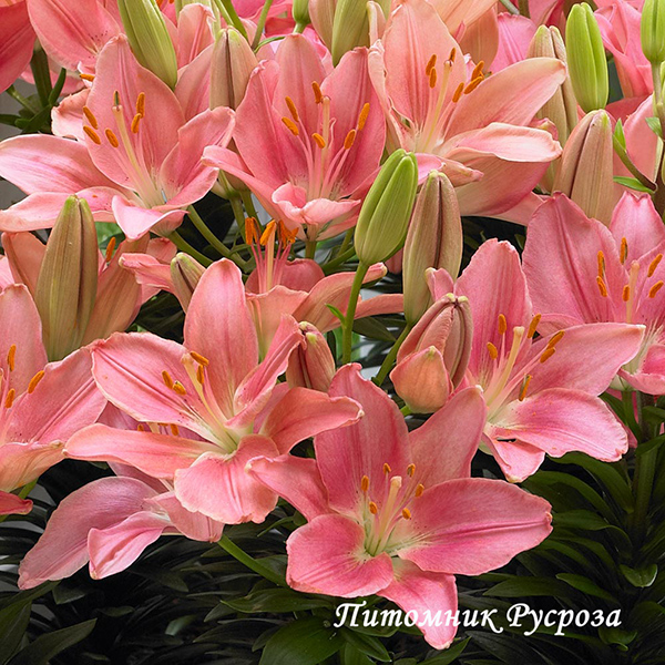 Лилия Азиатская 