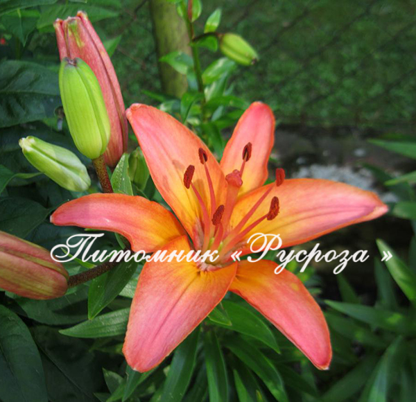 Лилия Азиатская 
