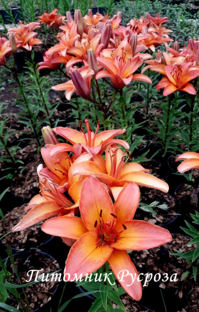 Лилия Азиатская 