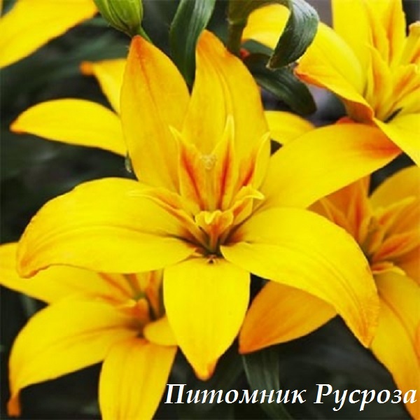 Лилия Азиатская 