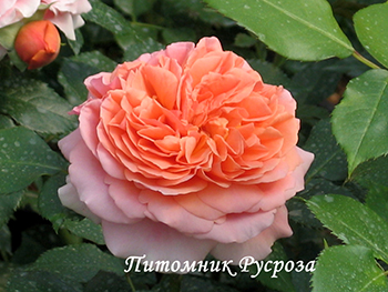 AUGUSTA LUISE (TANGUST) ШТ 60-90-120