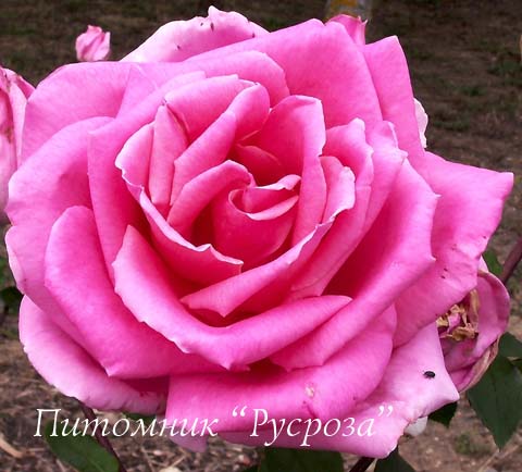 AVEU ШТ 80-110
