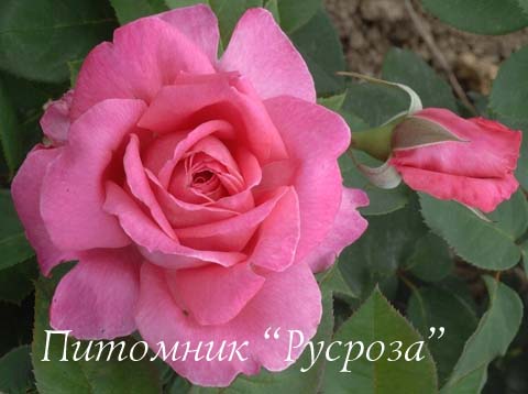 AVEU ШТ 80-110