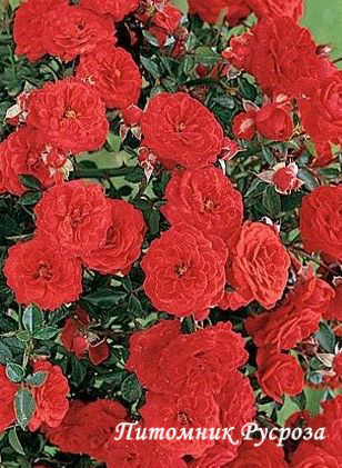 BABY BACCARA (MEIpaede) ШТ 50-60
