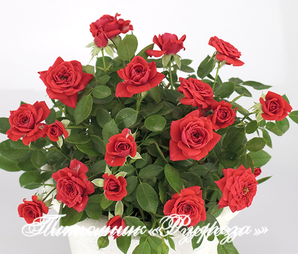 BABY BACCARA (MEIpaede) ШТ 50-60