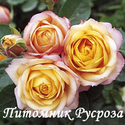 BABY ROMANTICA ШТ 80-110