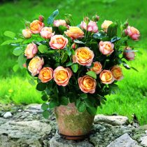 BABY ROMANTICA ШТ 80-110