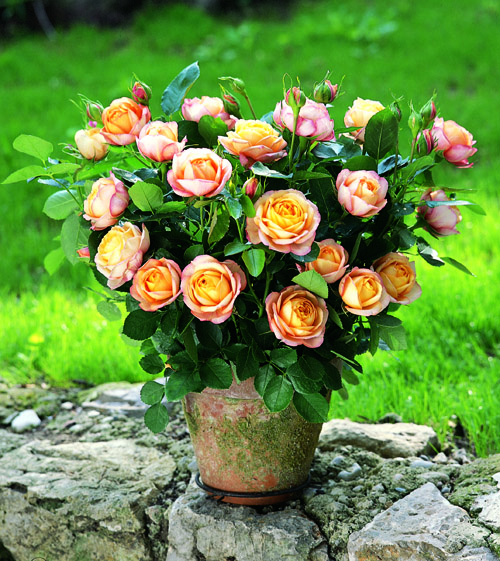 BABY ROMANTICA ШТ 80-110