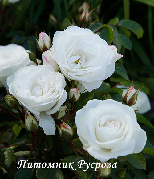 BABY SCHNEEWITTCHEN ШТ 80-90