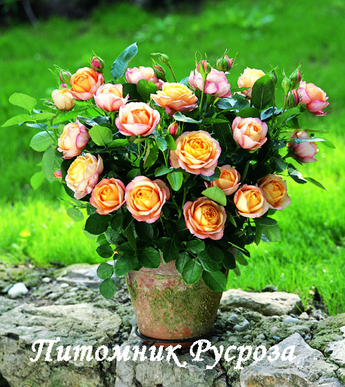 BABY ROMANTICA