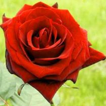 BACCARA