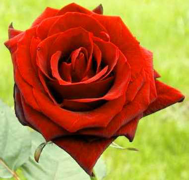 BACCARA