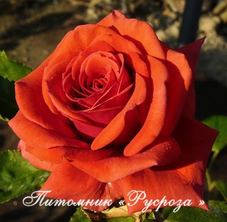 BACCARA