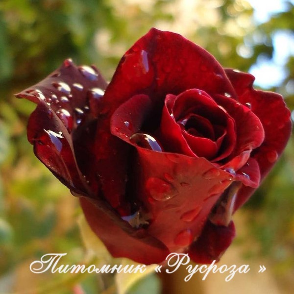 BACCARA
