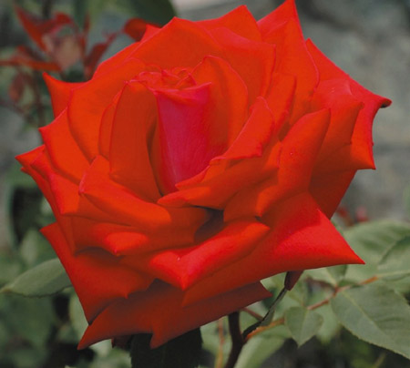 BACCARA