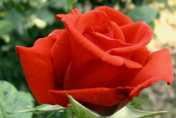BACCARA