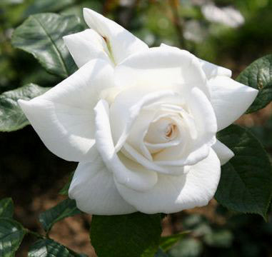ANNAPURNA (DORBLAN)