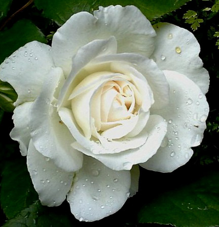 ANNAPURNA (DORBLAN)