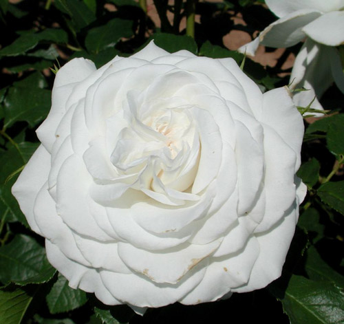 ANNAPURNA (DORBLAN)