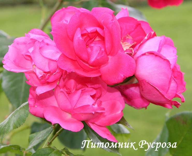 ANNE DE BRETAGNE (MEITURAPHAR)