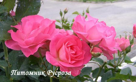 ANNE DE BRETAGNE (MEITURAPHAR)