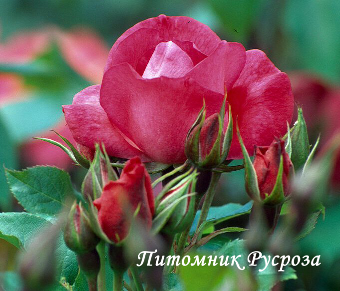 ANNE DE BRETAGNE (MEITURAPHAR)