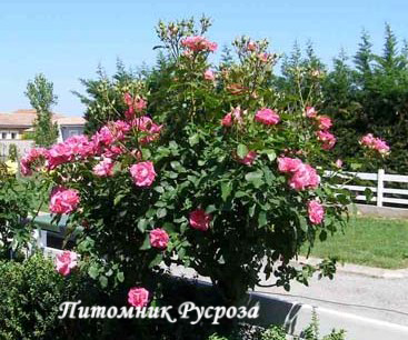 ANNE DE BRETAGNE (MEITURAPHAR)