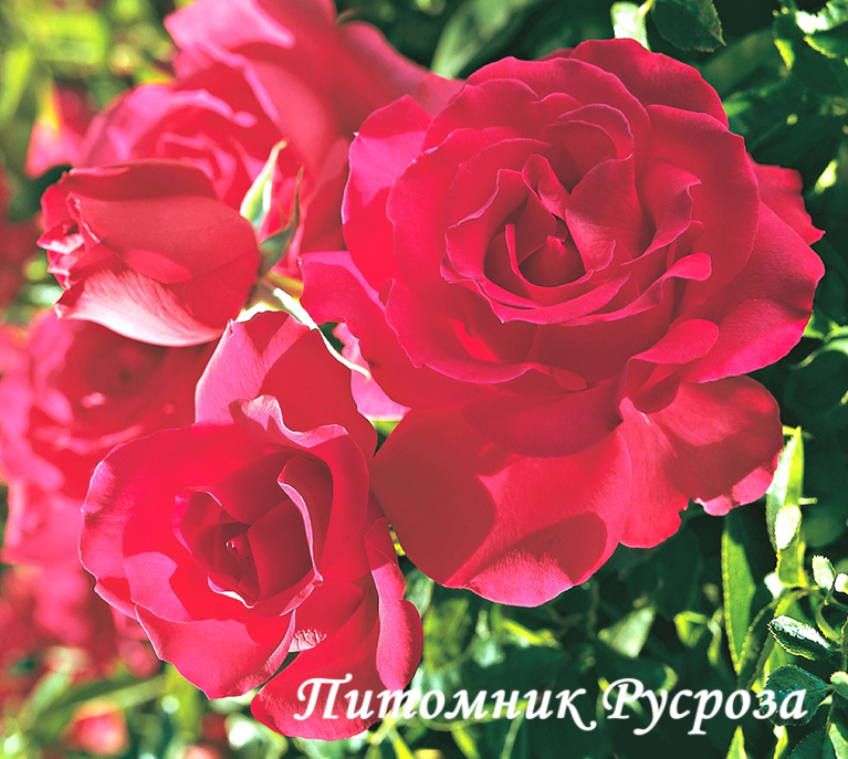 ANNE DE BRETAGNE (MEITURAPHAR)