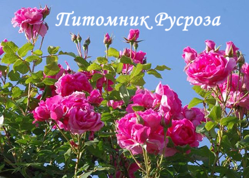 ANNE DE BRETAGNE (MEITURAPHAR)