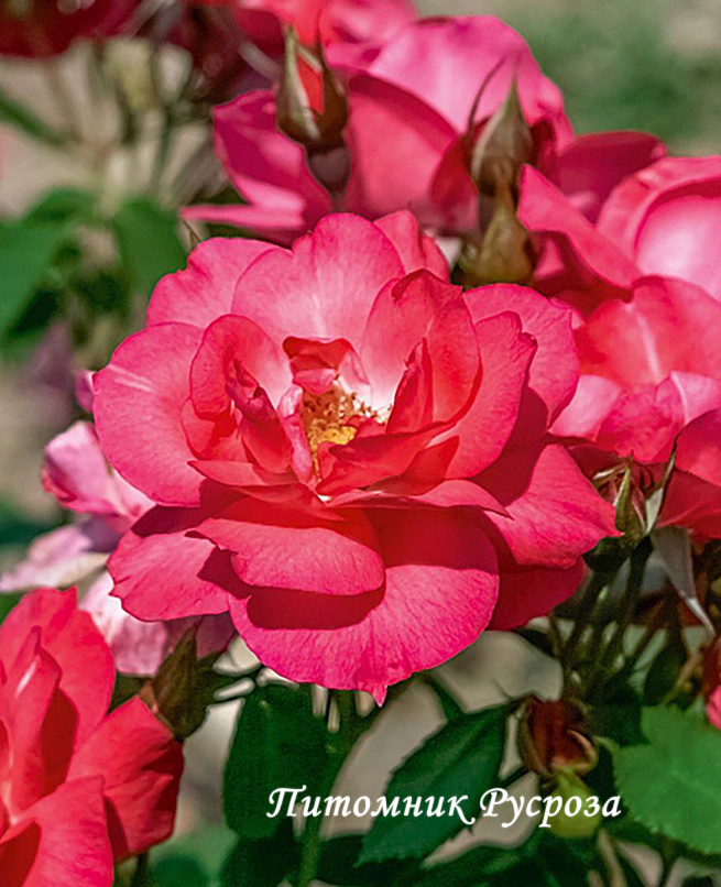 ANNE DE BRETAGNE (MEITURAPHAR)