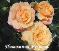 AMBER FLUSH ШТ 100-110