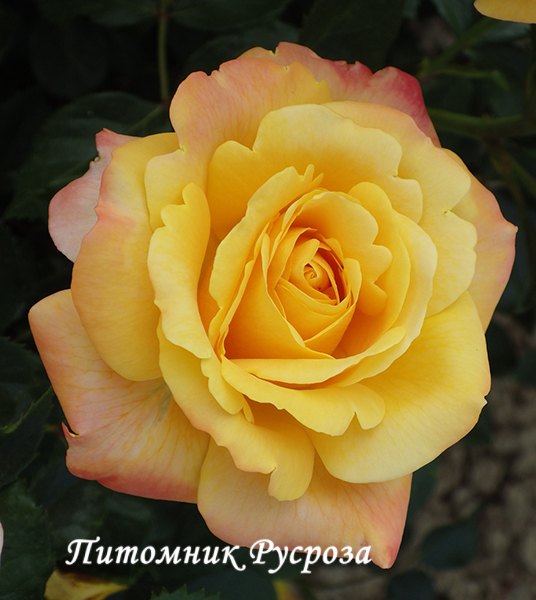 AMBER FLUSH ШТ 100-110
