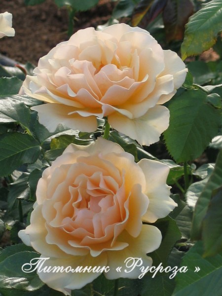 AMBER QUEEN (HARROONY) ШТ 80-110