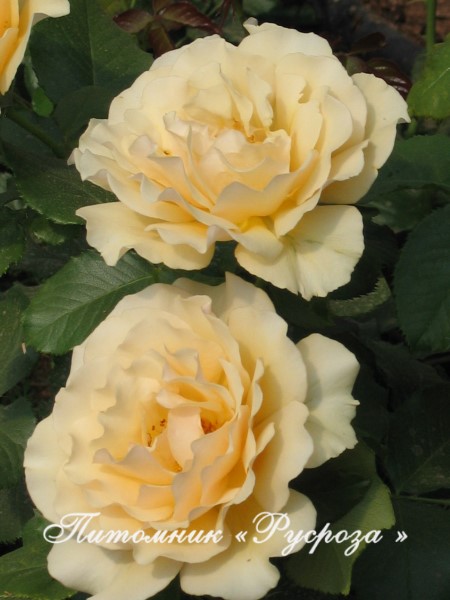 AMBER QUEEN (HARROONY) ШТ 80-110