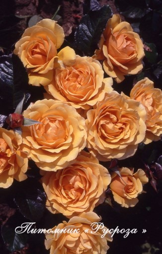 AMBER QUEEN (HARROONY) ШТ 80-110