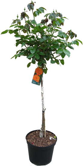 AMBER QUEEN (HARROONY) ШТ 80-110