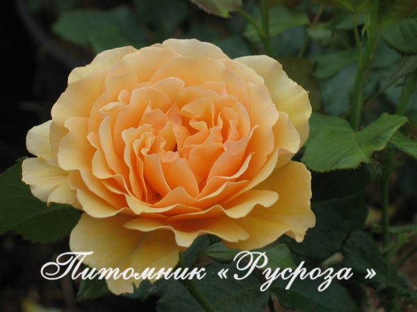 AMBER QUEEN (HARROONY) ШТ 100-120