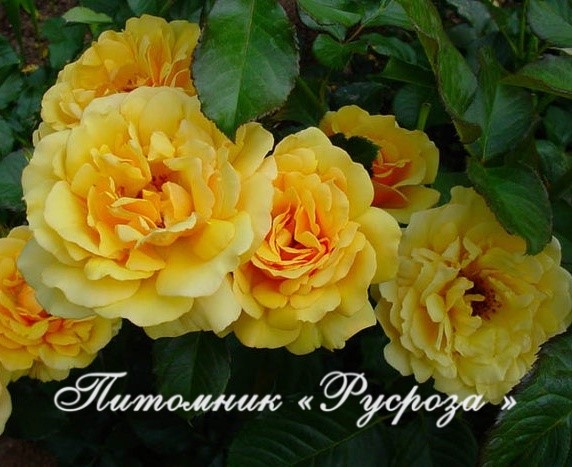 AMBER QUEEN (HARROONY) ШТ 100-120