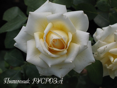 AMBIENTE ШТ 100-110