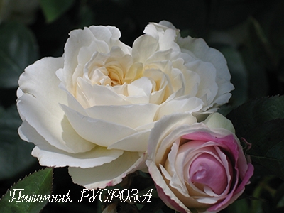 AMBIENTE ШТ 100-110