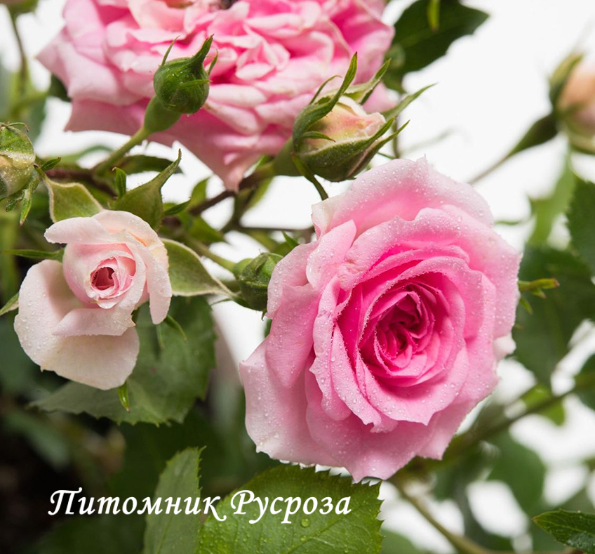 AMICA (2021)  ШТ 60-70