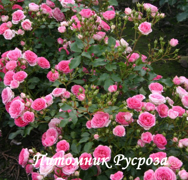 AMICA (2021)  ШТ 60-70