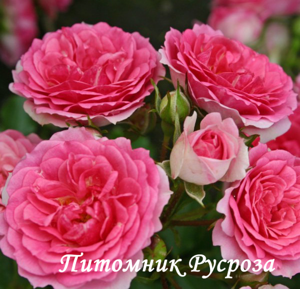 AMICA (2021)  ШТ 60-70