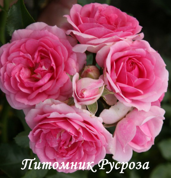 AMICA (2021)  ШТ 60-70