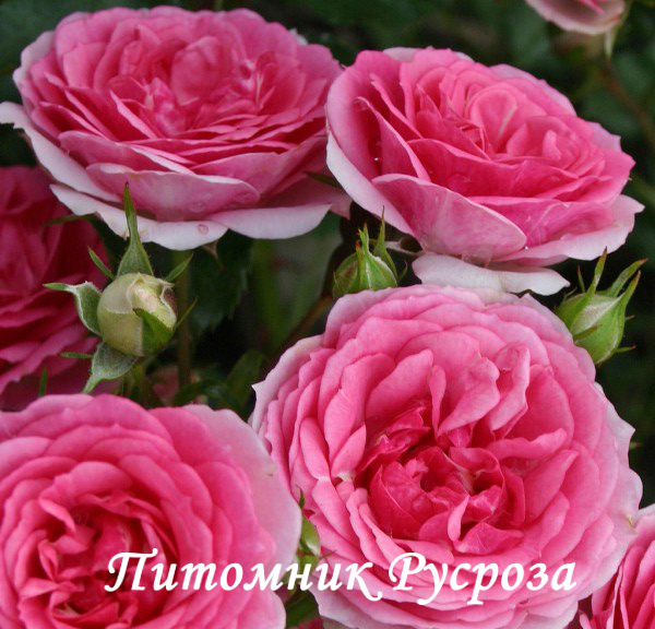 AMICA (2021)  ШТ 60-70