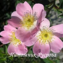 Шиповник плодовый 