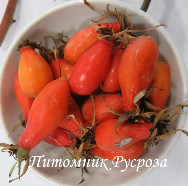 Шиповник плодовый 