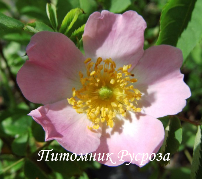 Шиповник плодовый 