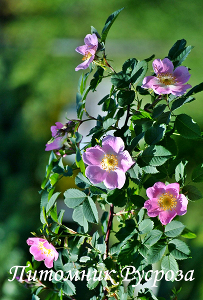 Шиповник плодовый 